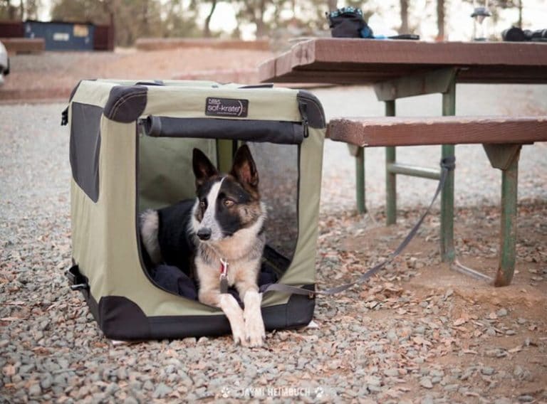 Top 22 Best Tents For Camping With Dogs In 2021 MyTrail