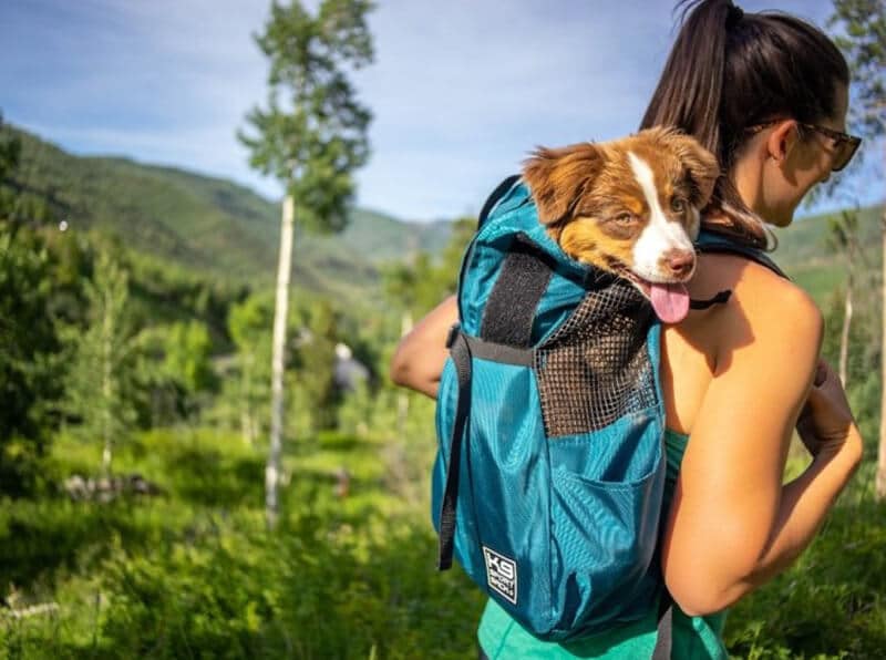 puppy hiking backpack