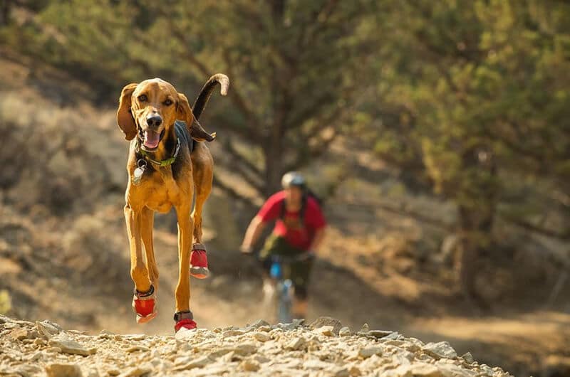 Dog Boots For Hiking