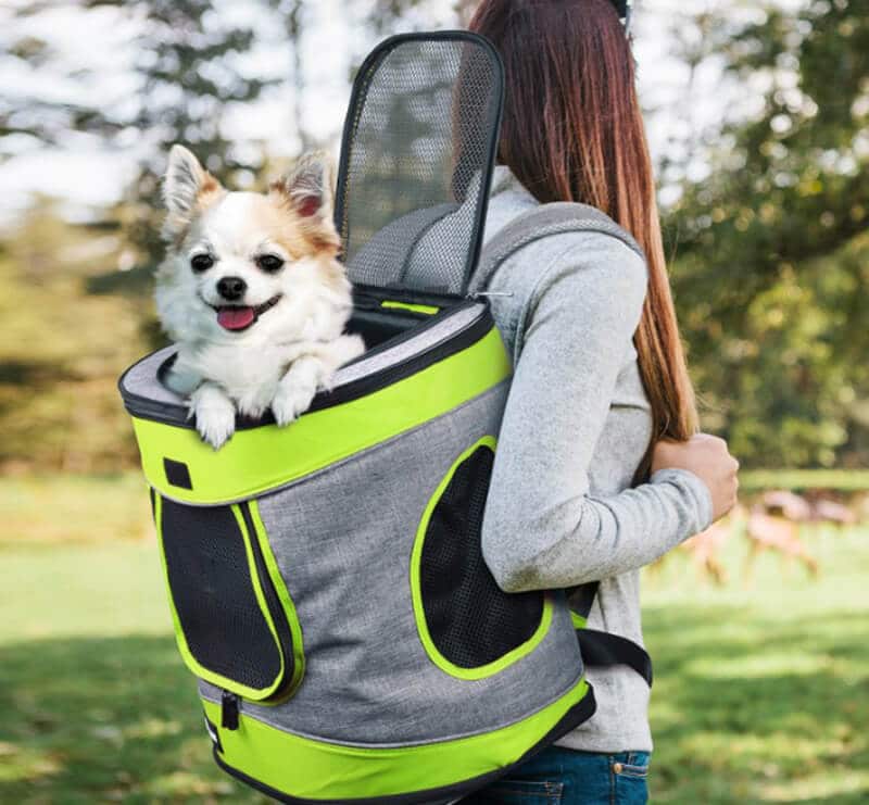 puppy in a backpack