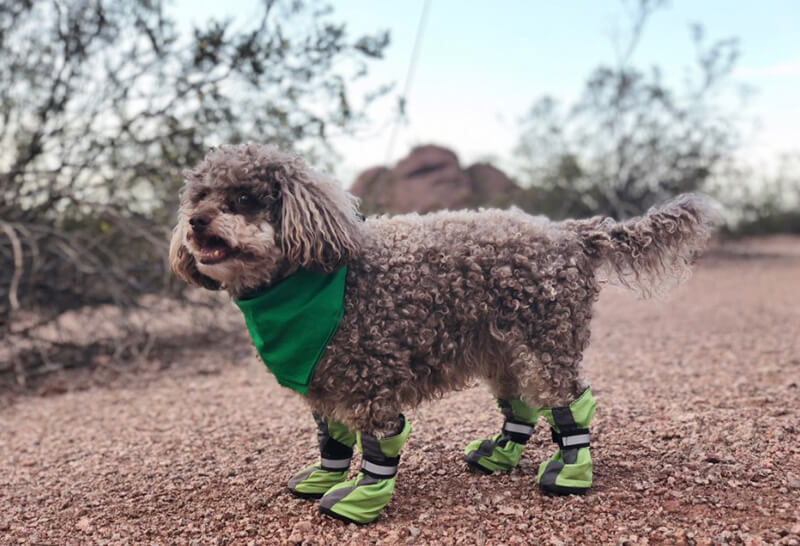 long dog booties