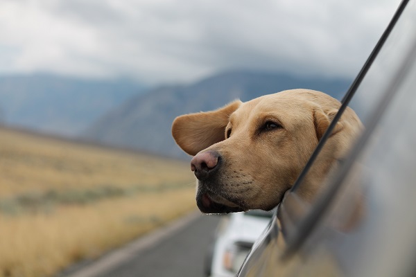 going on a trip with your dog heres how to prepare