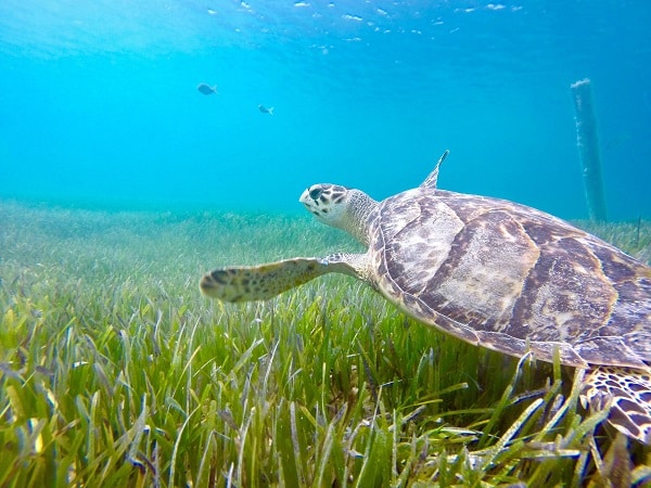 Tursk and Caicos sea turtle